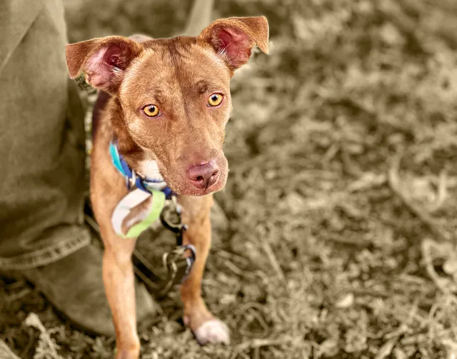 Animal Friends of the Valleys