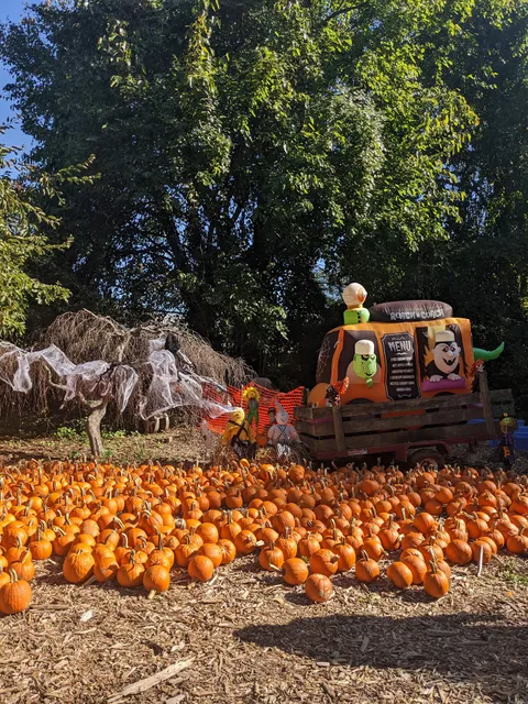 Blossom Time Flowers