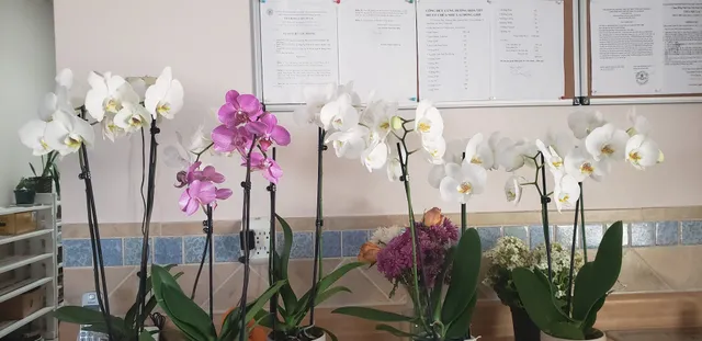 Vietnamese Buddhist Congregation