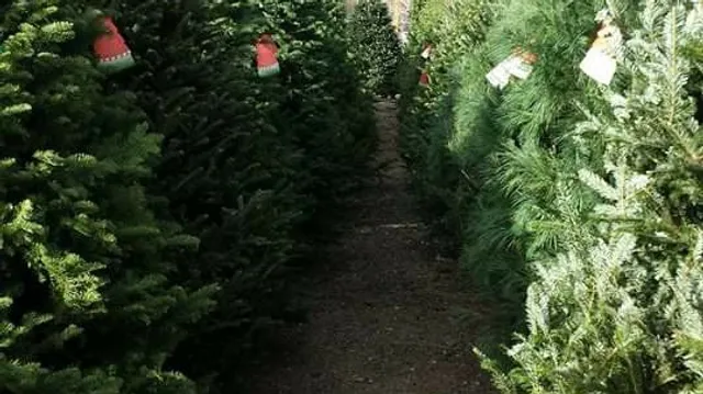 Reindeer Ranch Christmas Trees