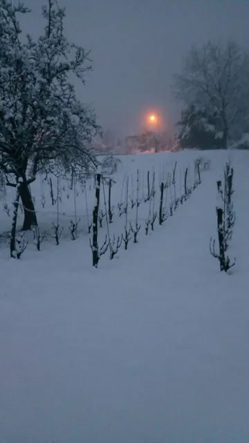 Passione in vigna - winery - tour & wine tasting -la vigna del Viandante