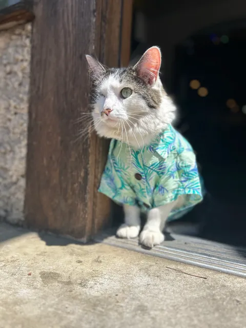 Lexington The Lexington Ave Cat