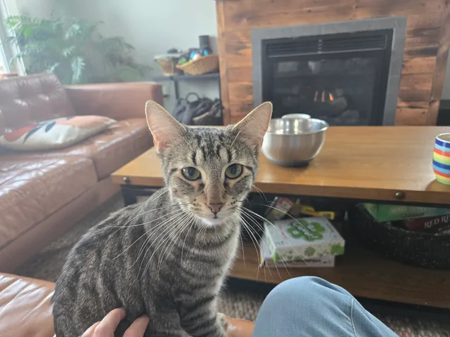 Animal House Cat Rescue and Adoption Center