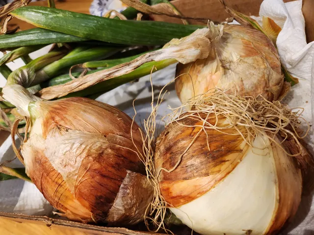 Maggie Valley Berry Patch