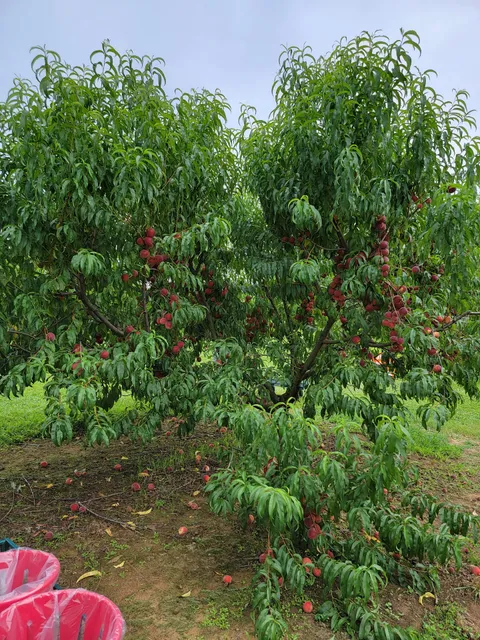 Strawberry Hill Farm