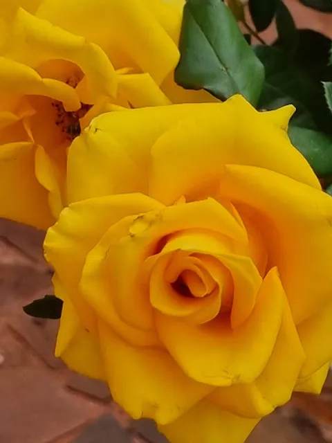 O Sertanejo Rotisseria e Restaurante