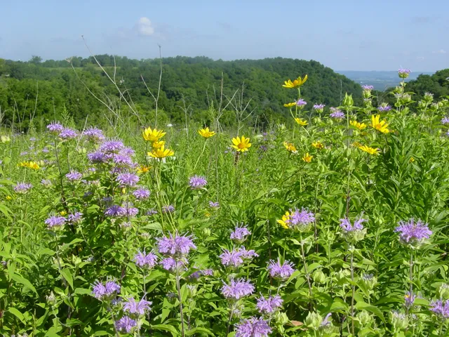 Great River Bluffs State Park