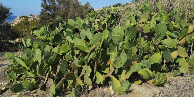 photo-1