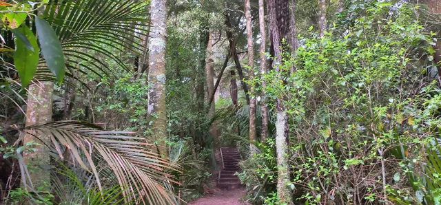 Puhinui Stream Forest Trail