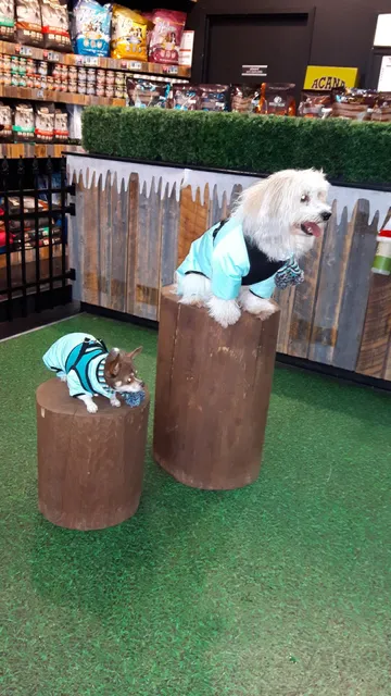 Pet Rouki FrouFrou Laval