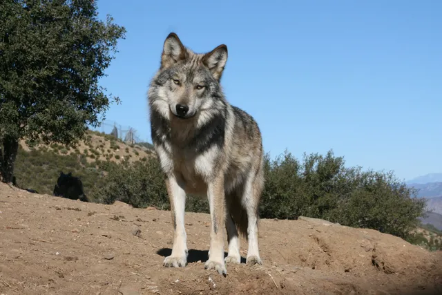 California Wolf Center