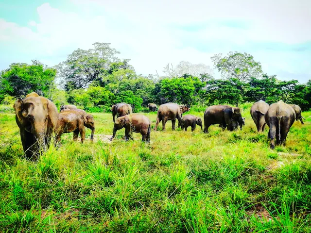 Lankan wild life jeep safari habarana