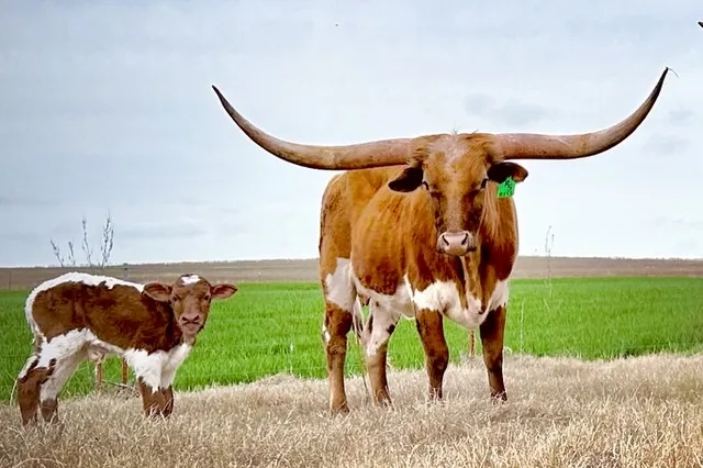 B4 Ranch & Meats, 100% Grass Finished Beef