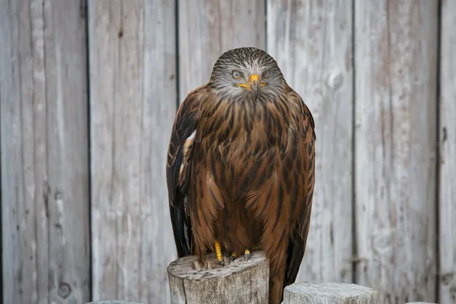 Adlerwarte Berlebeck