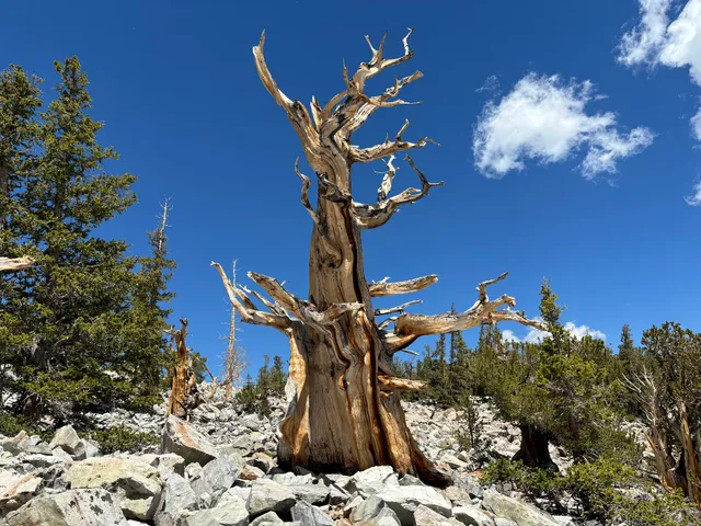 Wheeler Peak Bristlecone Pine Grove