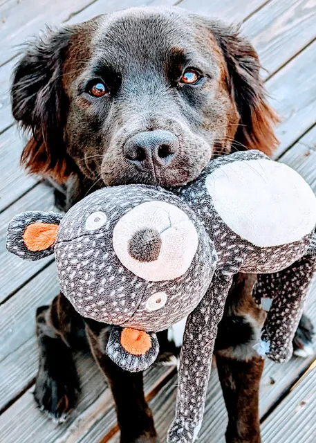 Friends of the Animal Shelter of St Joseph, Inc