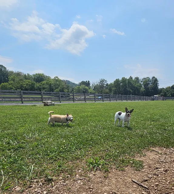 Carden Farm Dog Park
