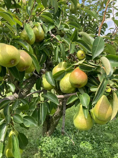 Pick n' Save Orchard