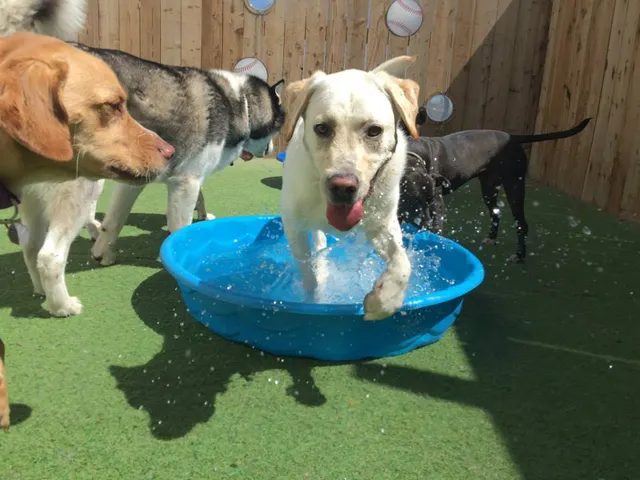 Wag Hotels - Redwood City