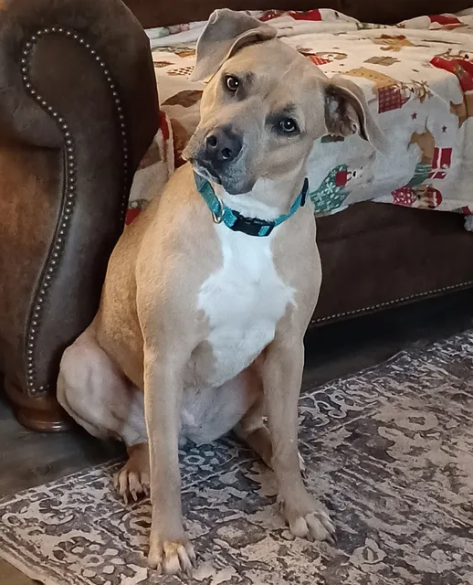 Cahaba Valley Animal Clinic