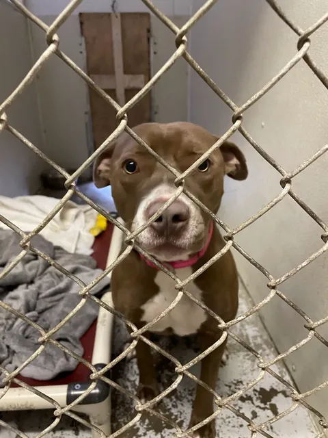 Alger County Animal Shelter