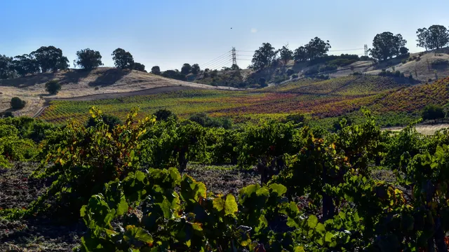 Viano Winery & Vineyards