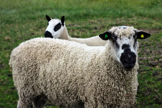 The Green - Holiday Cottage & 6 Berth Caravans