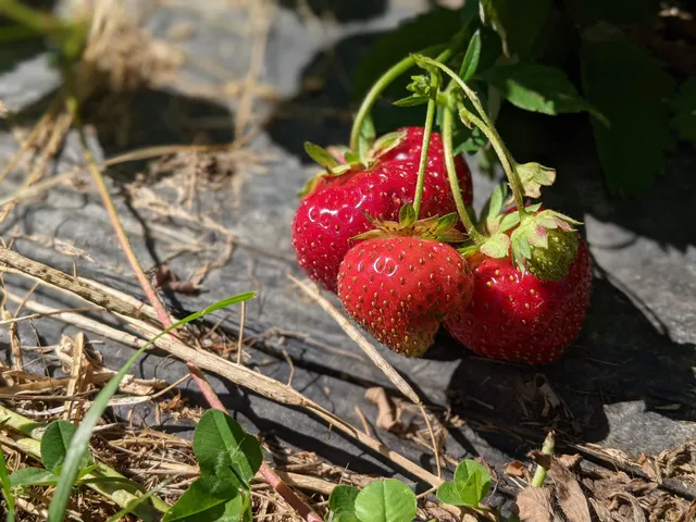 Bradbury Mountain Berry Farm