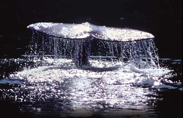 Subtidal Adventures Ltd.