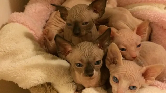 Gorgeous Sphynx Kittens - Staten Island