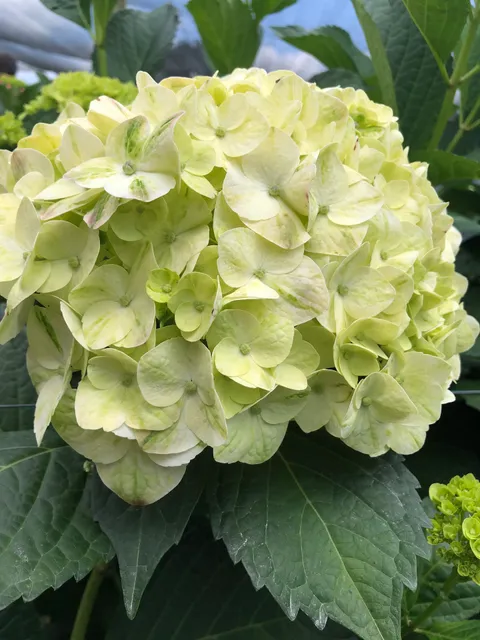 Juliet Wholesale Flowers