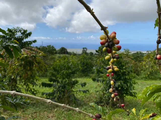 Hula Daddy Kona Coffee