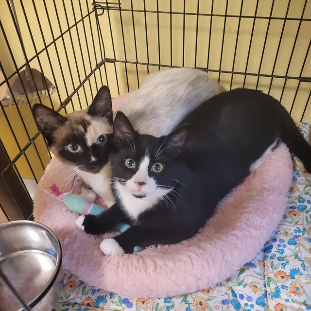 Purr Fect Cat Shelter