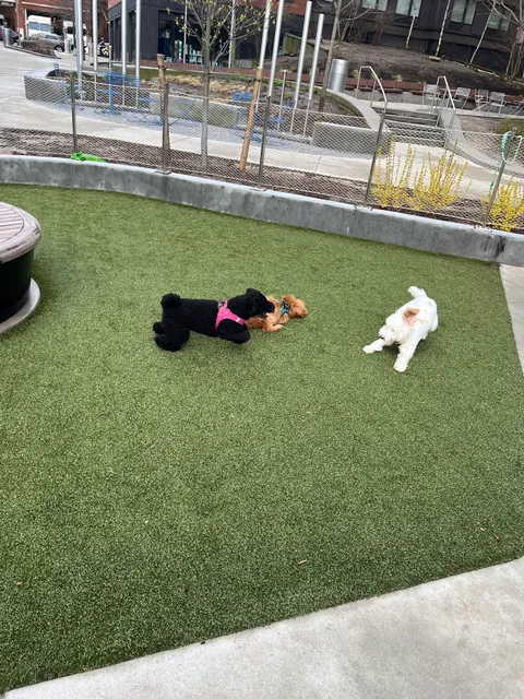 Pacific Park Dog Run