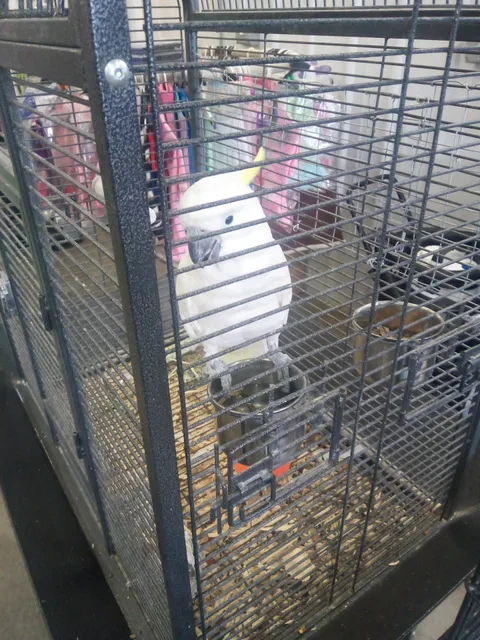 Shoppes At Vendor's Mall