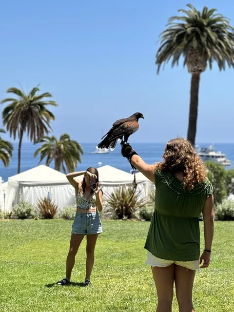 Catalina Falconry Experience
