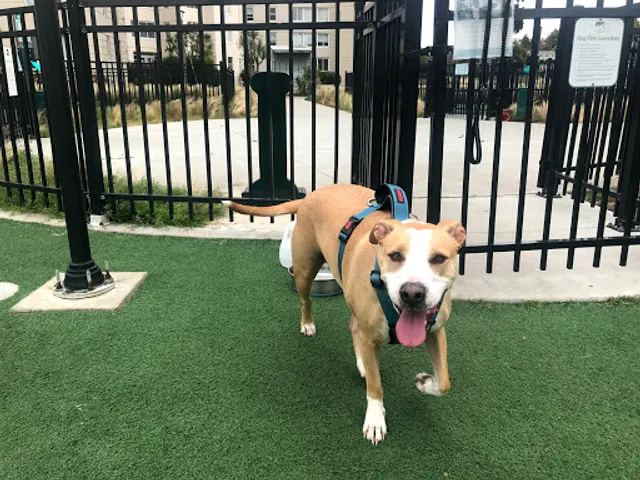 Parkmerced Dog Park