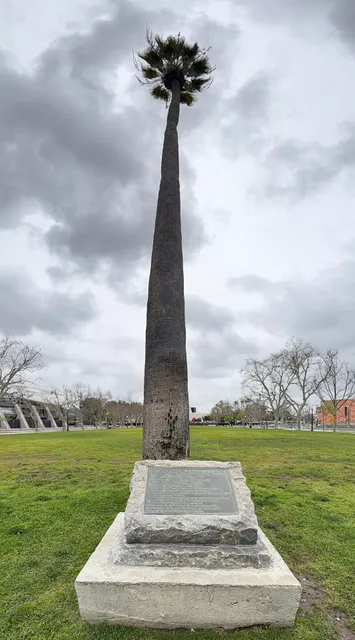 Historic Palm Tree of Los Angeles