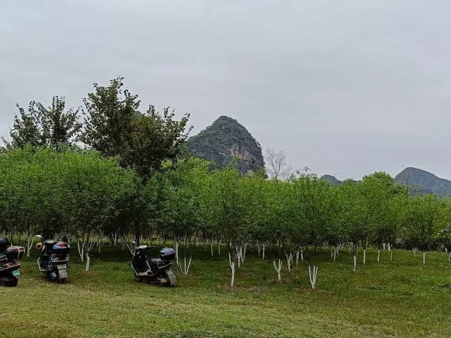 Club Med Guilin Yuzi Paradise Mediterranean Resort-Zhu Restaurant