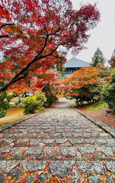 Nekodan (Cat Stairway)