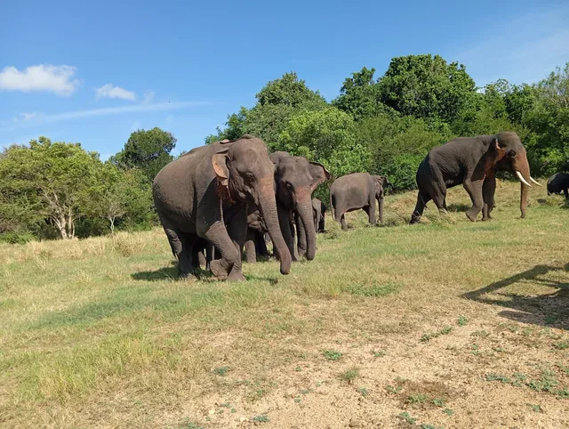 Minneriya Park Safari