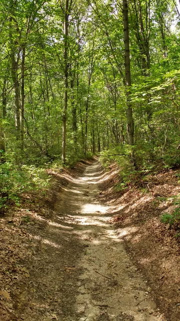 Tamarack Hollow Preserve