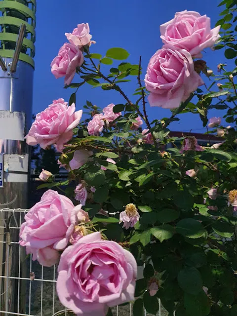 처갓집양념치킨 백사점