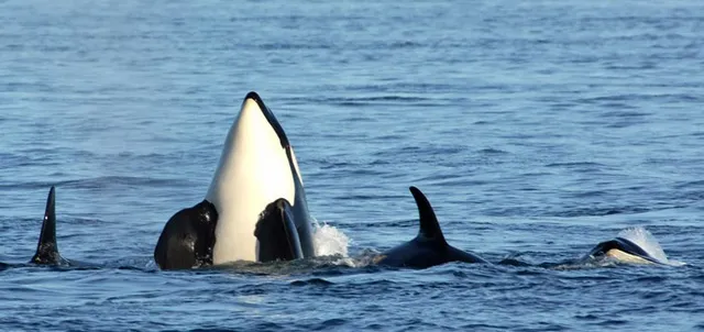 San Juan Islands Tourism Bureau