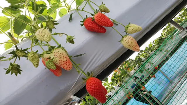 Fuji Oshino Berryland