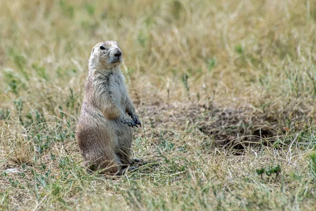 Prairie Dog Town