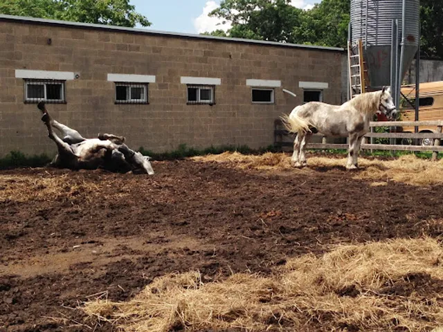 City Island Stables, Inc.