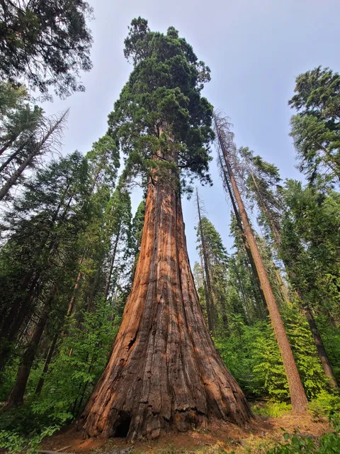 Bull Buck Giant Sequoia
