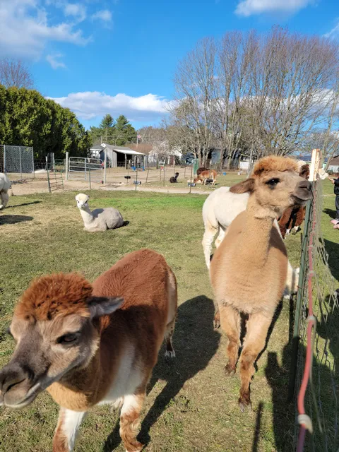 Hill Crest Alpacas