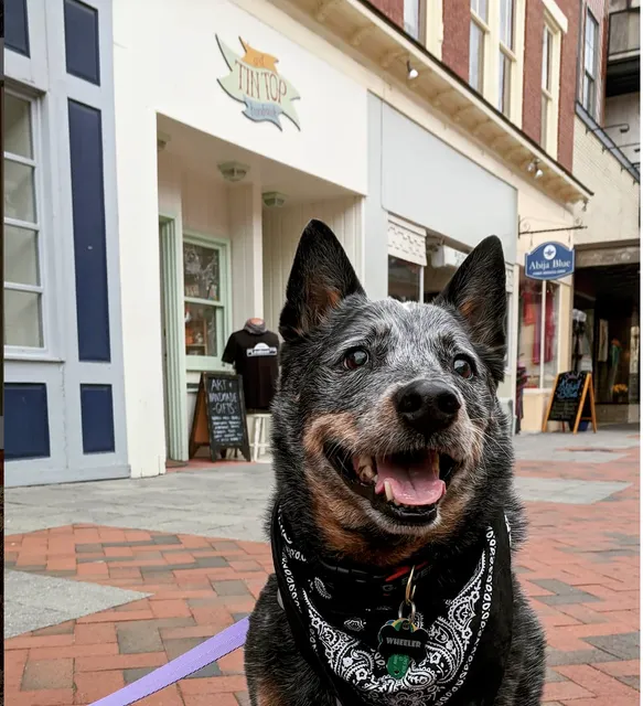 Tin Top Art & Handmade